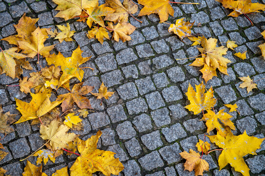 Golden autumn leaves on traditional portuguese calcada cobblestone paving in Porto, Portugal