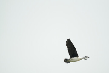 Fototapeta premium Birds at Thol Bird Sanctuary, Ahmedabad.