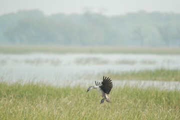 Birds at Thol Bird Sanctuary, Ahmedabad.