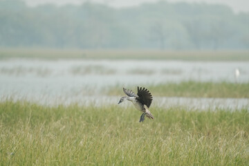 Birds at Thol Bird Sanctuary, Ahmedabad.