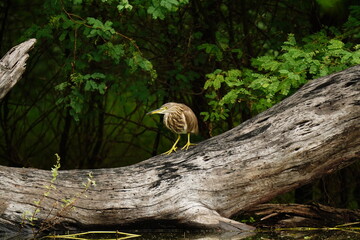 Birds at Thol Bird Sanctuary, Ahmedabad.
