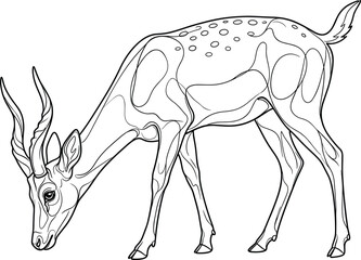 Grazing Antelope or Gazelle Horned African Wildlife Outline Line Art Vector Illustration, Hand Drawn Sketch Style Black and White Graphic Design, Safari Animal Drawing