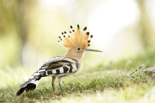 Abubilla com&uacute;n (Upupa epops), retrato lateral de un p&aacute;jaro en el parque