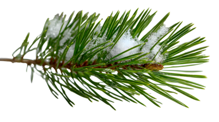Close up of a pine branch covered in snow with a black background in a winter scene outdoors