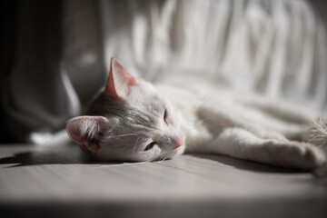 昼寝をする白い猫