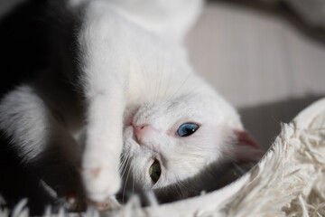 オッドアイの白い猫