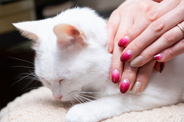 白い猫を撫でるネイルの美しい女性の手