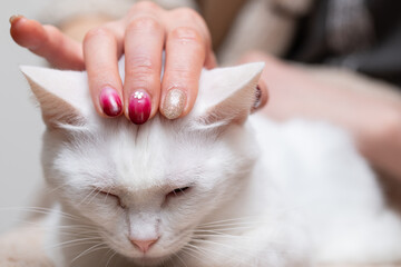白い猫を撫でるネイルの美しい女性の手