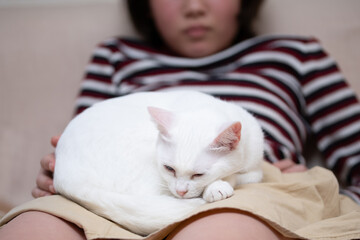 女の子の膝の上で寛ぐ猫