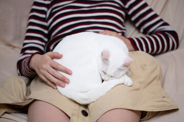 女の子の膝の上で寛ぐ猫