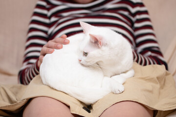 女の子の膝の上で寛ぐ猫