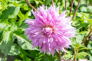 Obraz premium Dahlia flowers bush in the garden. Pink colored flower bud. Petal Plant bloom close up.