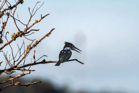 Martin pescador sobre una rama con un fondo gris, esteros del ibera, corrientes, argentina