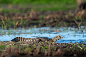 Yacare en su habitat en los esteros del ibera, corrientes, argentina