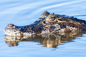 Yacare en su habitat en los esteros del ibera, corrientes, argentina