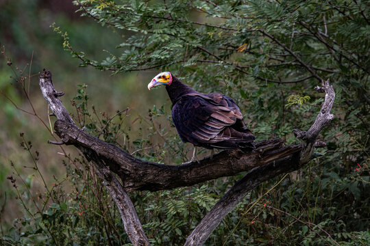 Jote real posando en un arbol con vegetacion de fondo, Esteros del ibera, corrientes,argentina