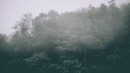 A moody, foggy morning in a mysterious mountain forest.