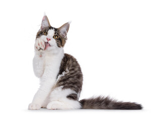 Obraz premium Maine Coon cat kitten sitting up side ways, while washing paw. Looking towards camera. Isolated on a white background