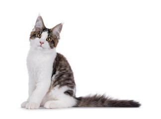 Maine Coon cat kitten sitting up side ways, looking towards camera. Isolated on a white background