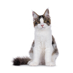Maine Coon cat kitten sitting up facing front, looking straight to camera. Isolated on a white background