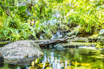 Lush Green Tropical Pond with Reflections and Log