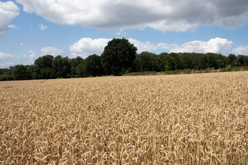 Fototapeta premium Region Teutoburger Wald