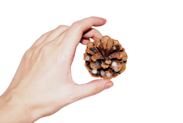 Hand Holding a Pine Cone with Snow – Isolated on a Transparent Background