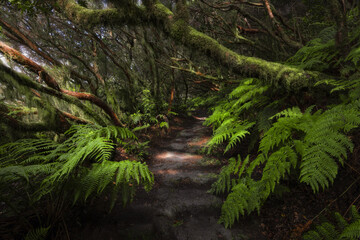 View of a shadowy path winds through a dense forest, where vibrant green ferns contrast with the dark, moss-covered trees in Tenerife, Canary Islands, Spain.