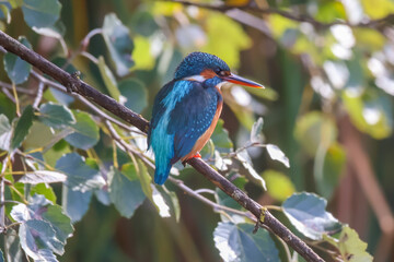 Kingfisher perching over a pond