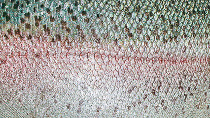 Background or backdrop of close up view of iridescent rainbow trout fish scales texture used as organic natural ingredient for eating food and healthy dieting for culinary cooking as source of protein © Elena