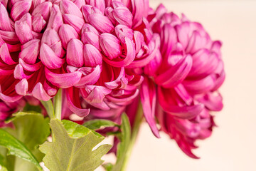Close up view of vibrant pink magenta or red chrysanthemums blooming flower head with ruffled elegant petals and green leaves used as romantic organic gift for celebration of mothers day holiday