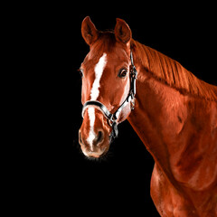 Obraz premium Horse, portraits, black, background, color, animal, studio, flash
