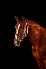 Obraz premium Horse, portraits, black, background, color, animal, studio, flash