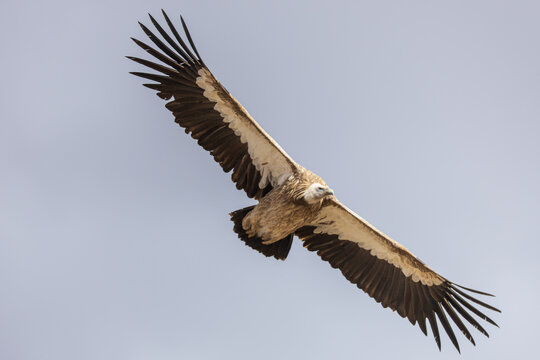 View of a large vulture with wide wings soaring high in the pale sky, a majestic creature in its natural habitat, Yushu, Qinghai, China.