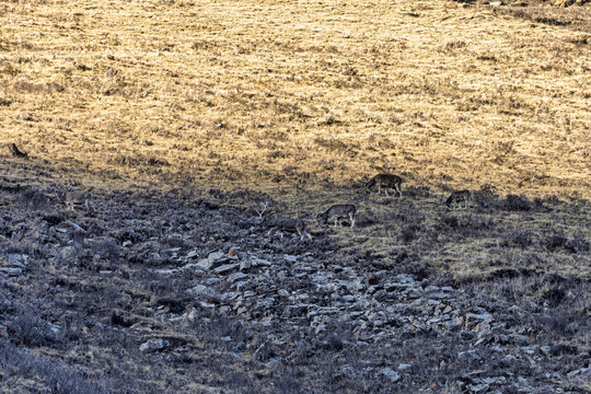 View of sure-footed white lipped deer graze amongst the rugged, rocky terrain, bathed in contrasting sunlight and shadow, Yushu, Qinghai, China.