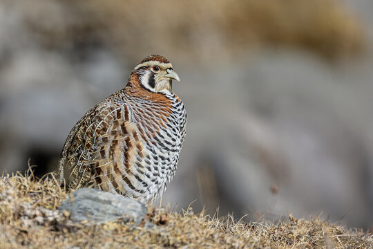 View of the striking Tibetan Partridge, with its intricate brown, black, and white plumage, perched on dry grass, Yushu, Qinghai, China.