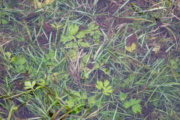 An abstract shot showcasing the water surface covering a dense mixture of green grass, autumn leaves, and dry stems. The water creates a blurring and depth effect, emphasizing the natural texture and 