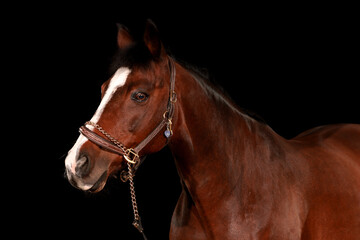 Obraz premium Horse, portraits, black, background, color, animal, studio, flash