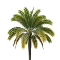 Obraz premium Tall palm tree with green and yellow fronds against a black background isolated on a transparent background