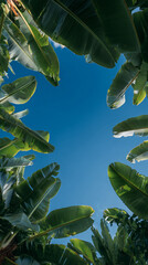 Banana leaves tropical sky green foliage nature sunlight clear blue backdrop, upward perspective of lush banana plants framing vibrant sky, tropical garden scene and light sun