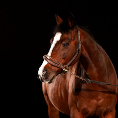 Obraz premium Horse, portraits, black, background, color, animal, studio, flash