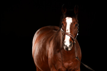 Obraz premium Horse, portraits, black, background, color, animal, studio, flash