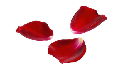 Three red rose petals with white edges floating on a black background isolated on a transparent background