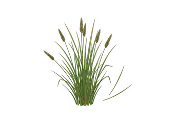Fototapeta premium Green Wild Cattail Grass Clump Plant SVG on Transparent Background