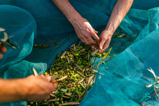 close up of hands picking olives from the ground during olive harvest season with net in spain