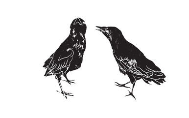 Black grunge isolated silhouettes of a young crows.