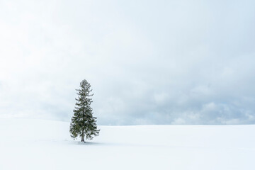 It is a famous tourist attraction, also known as the Christmas Tree, and is located in Hokkaido.