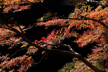 渓谷を彩る美しい紅葉　（高知県　瀬戸川渓谷）