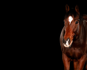 Fototapeta premium Horse, portraits, black, background, color, animal, studio, flash