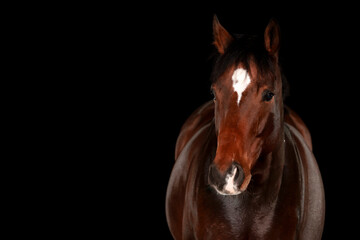 Obraz premium Horse, portraits, black, background, color, animal, studio, flash